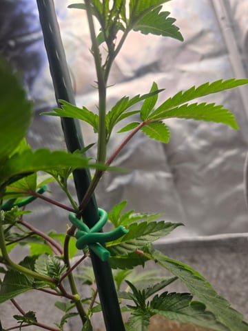 Looking for advice! — vegetative, day 19