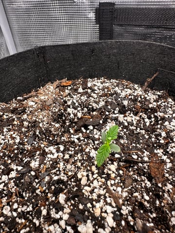 Gorilla Cookies — 1st Grow — seedling_rooting, day 10