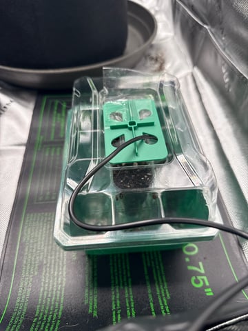 First photo Plant Grow  — grow_setup, day 2