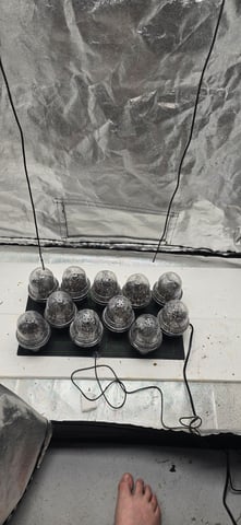 This grow may be interesting! — seedling_rooting, day 1