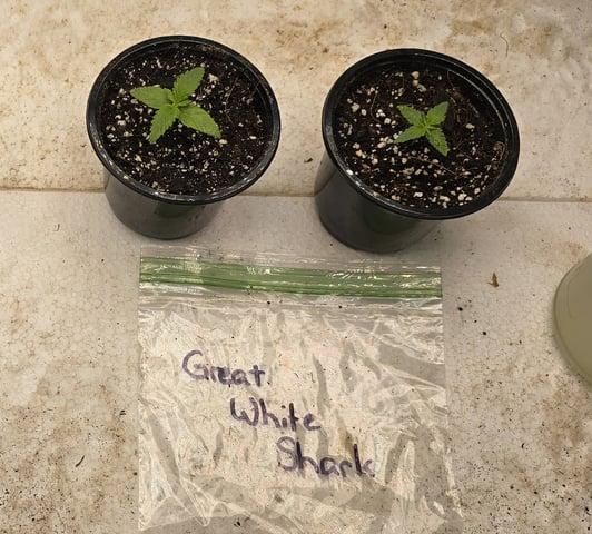 SGC & GWS — seedling_rooting, day 11