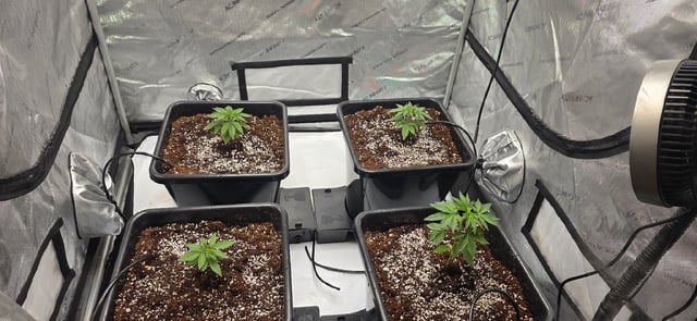 Lime Rian. — vegetative, day 23