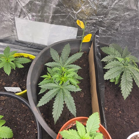 1st indoor grow 8 smaller plan t s — vegetative, day 18