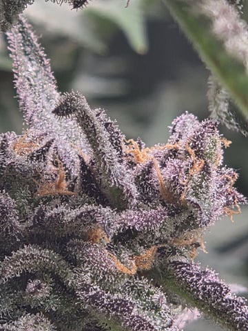 Special Kush#1 and Purple Queen Auto  — flower, day 100