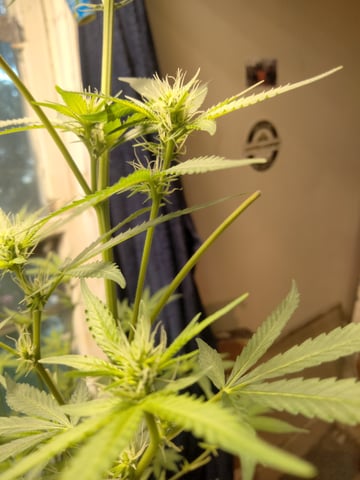 jay seaton  — flower, day 23