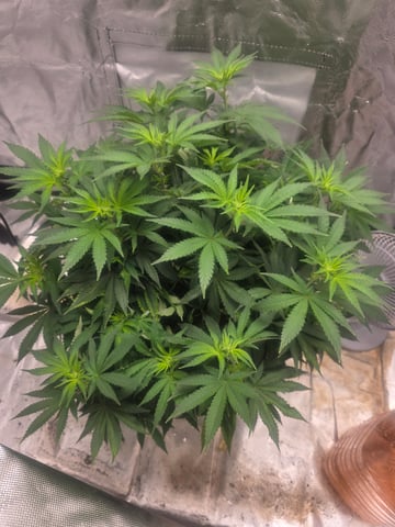 first grow — flower, day 64