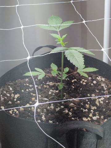 Audrey III — vegetative, day 52