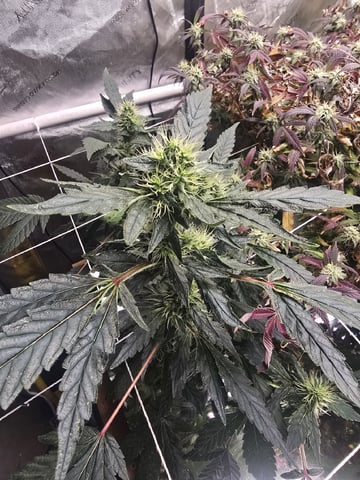 Glookies by Barneys Farm