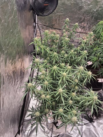 Seedman mix auto & seedman mix auto & GodFather OG — flower, day 78