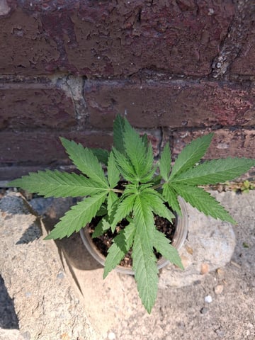 My First Grow — vegetative, day 49