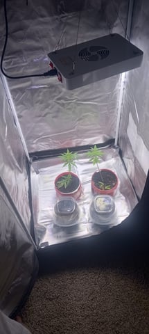 frst grow tent grow — germination, day 1