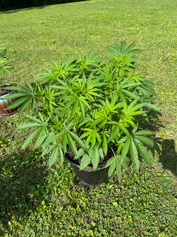 2026 Outdoor — vegetative, day 58