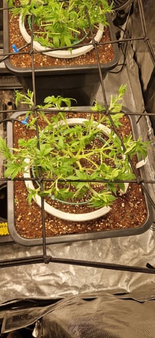 New Strains — vegetative, day 46