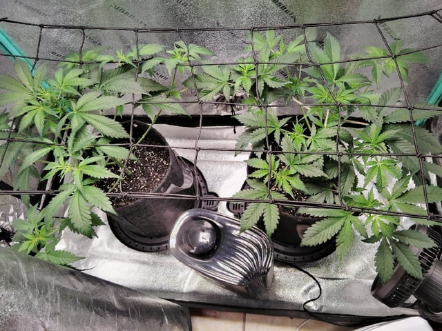LSD Auto