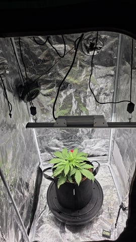 Sapphyre & Rockslide — flower, day 73