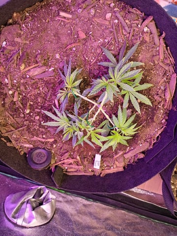 Purple Plum Perfect 💜 & 2 Grape Runtz 🍇 Mainlining garden.  — vegetative, day 91