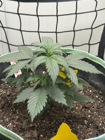Indoor & Outdoor Grow 6 — vegetative, day 16