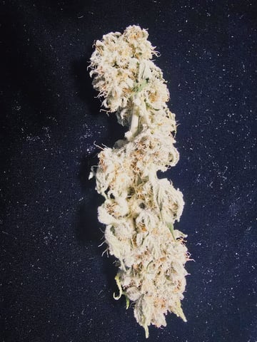 Dirty Bird - Thousand Island Fem & Platinum Kush Breath Remix x Grape Cakehead Fem Photo  — harvest, day 127