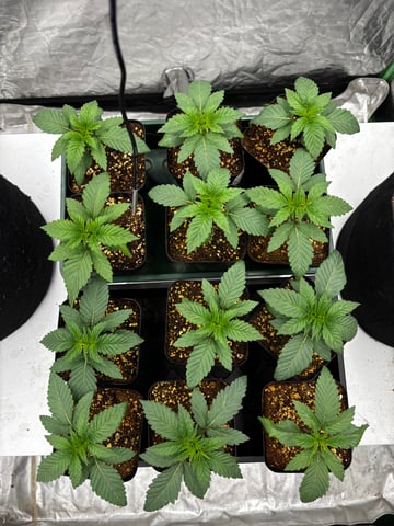 Pink Passion Fruit — seedling_rooting, day 17