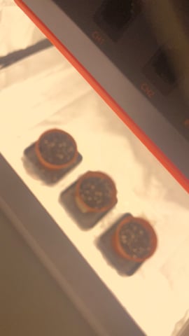 ❄️💚❄️WinterGrow❄️💚❄️ — seedling_rooting, day 1