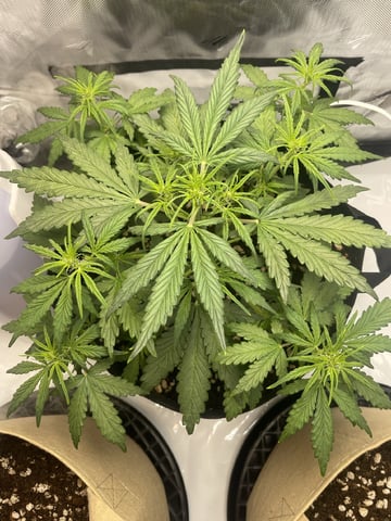 3x3 Grow
