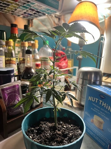 White Widow Auto — flower, day 59