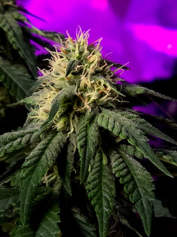 Fast Buds - Purp Lemonade — flower, day 43