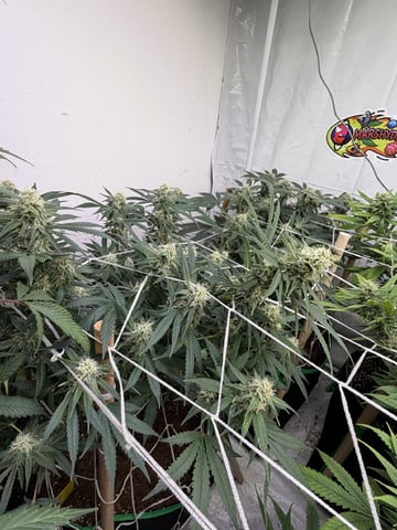 Indoor Grow  — flower, day 174