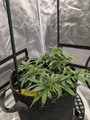 memphisto 3 bears OG, ethos high note r1 — flower, day 32