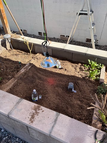 3 seeds  — seedling_rooting, day 4