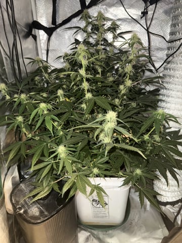 Key Lime Pie — flower, day 50