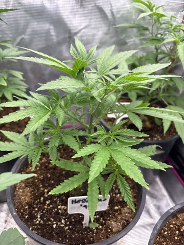 first grow in new 2x2 — vegetative, day 46