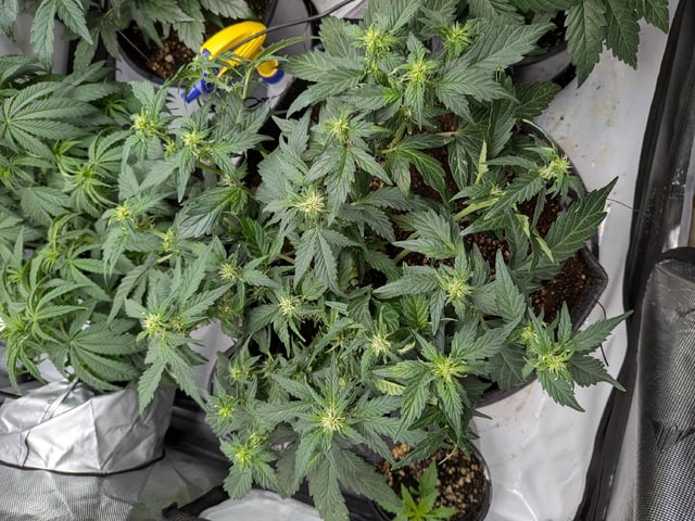 Grow Tent Starts — vegetative, day 59