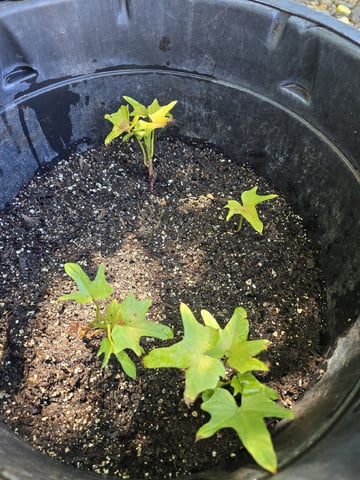 OLD GROW, NEW IDEAS — harvest, day 58