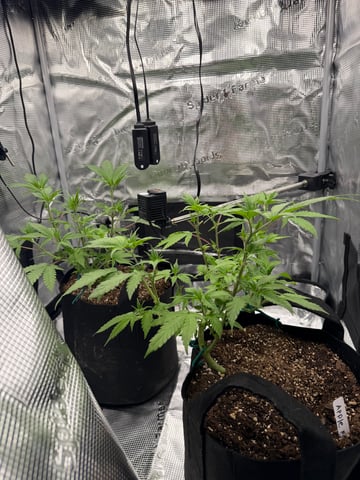  Trying to go big — vegetative, day 65