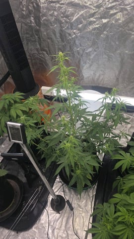 A Wonderful Cycle — flower, day 1