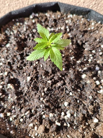 chocolope cream autoflower  — seedling_rooting, day 1