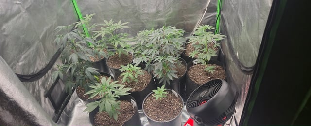 DeathStar, Grease Monkey, Goat Latto, Northern Lights — vegetative, day 52