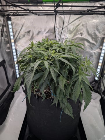 C99 CloneWars! — vegetative, day 18