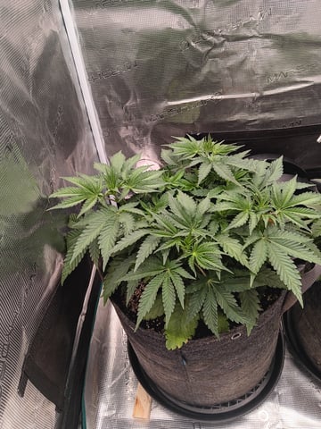 Master Kush — vegetative, day 30