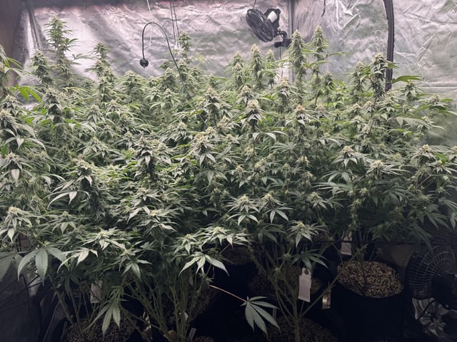 7 Strains 14 Plants  — flower, day 128