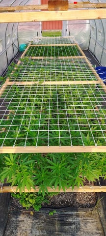 Outdoor 2026 — vegetative, day 60