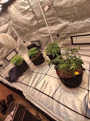 TEAM FULL AUTOS — vegetative, day 31