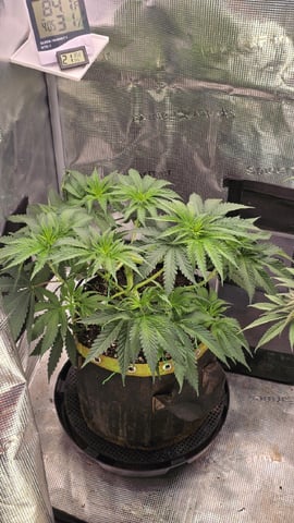 mc nuggets r1 — flower, day 42
