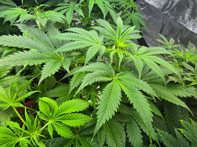 2nd Autoflower Indoor Grow — flower, day 37