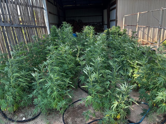 Outdoor Grow — flower, day 143