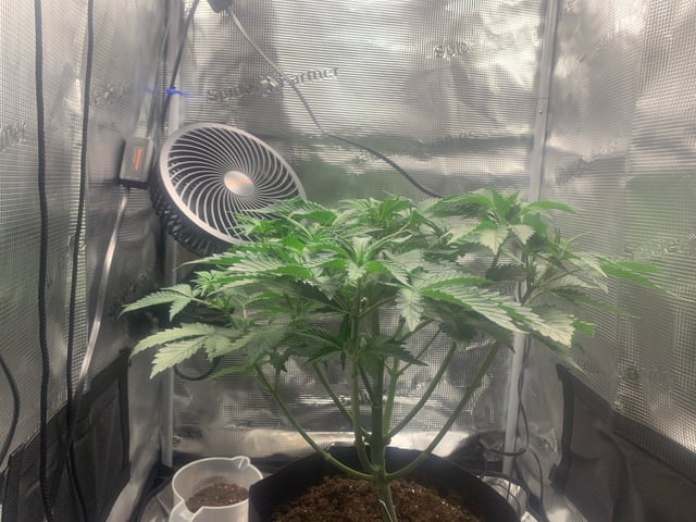 Blackberry Moonrocks (First Grow) — vegetative, day 10
