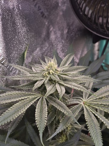 zlurricane blast — flower, day 93