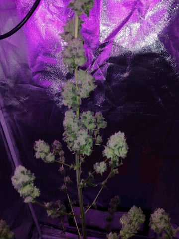 triangle kush  — flower, day 100