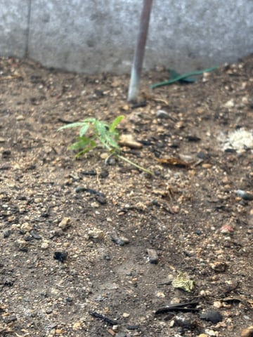 2 Mystery And Special Queen One Auto  — vegetative, day 18